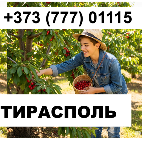 Подработка для школьников Тирасполь | Работа на сборе черешни +373(777)-01-115